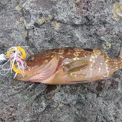 釣れるのはカマスばかり