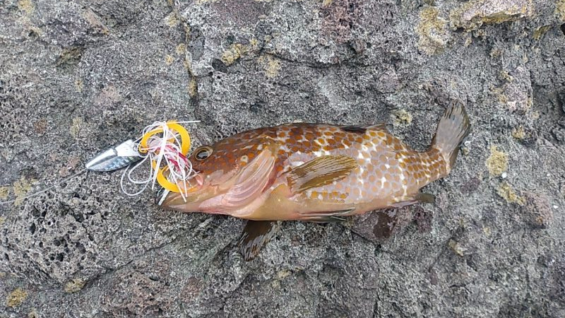 釣れるのはカマスばかり