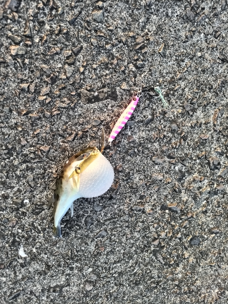 カマスとフグが釣れました。