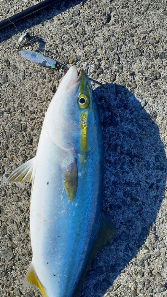 先日に続きショアジギ~