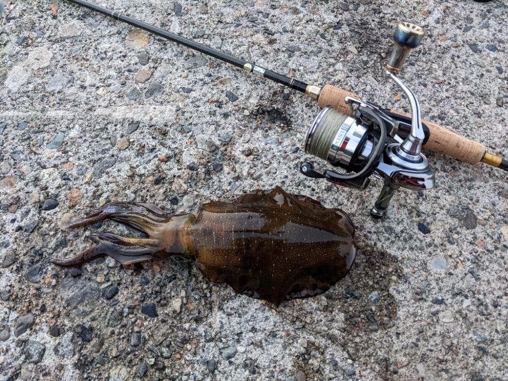 サイズ狙うと渋いけど(・×・)