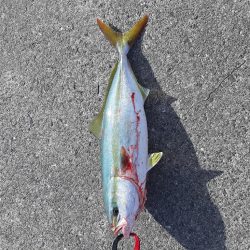 ファミリーフィッシング