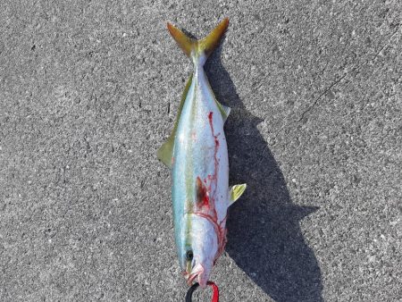 ファミリーフィッシング