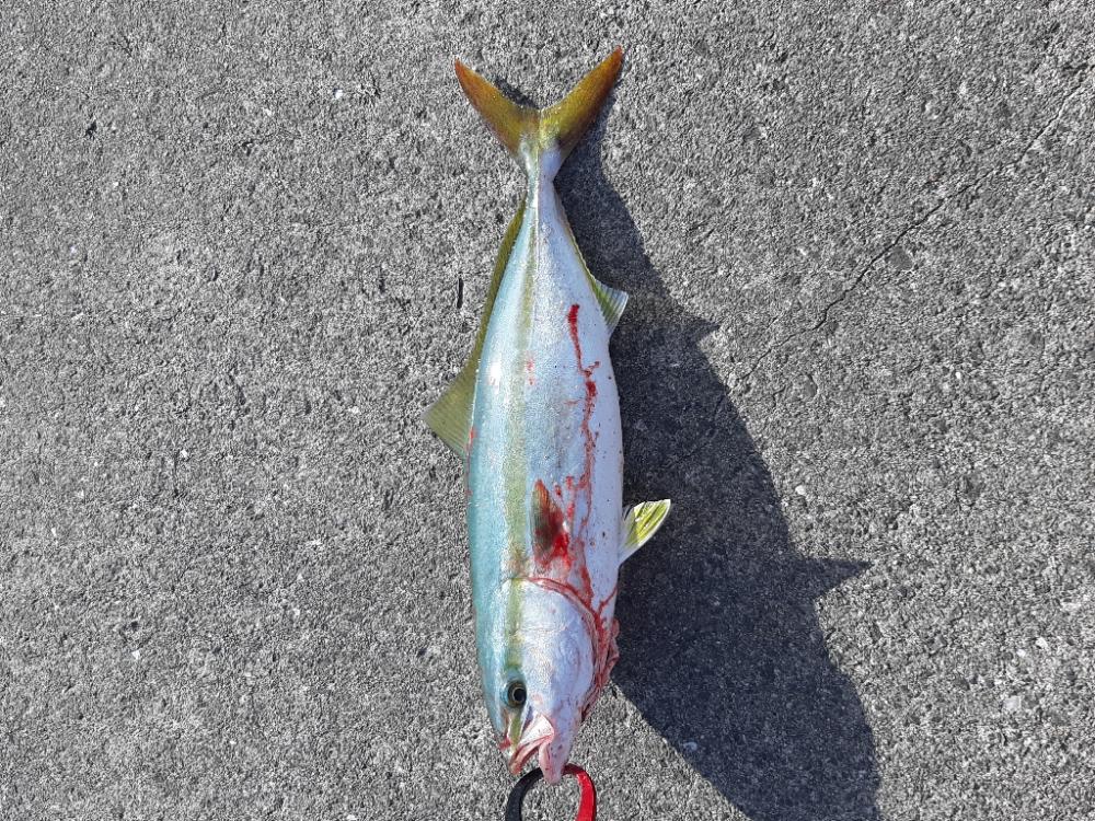 ファミリーフィッシング