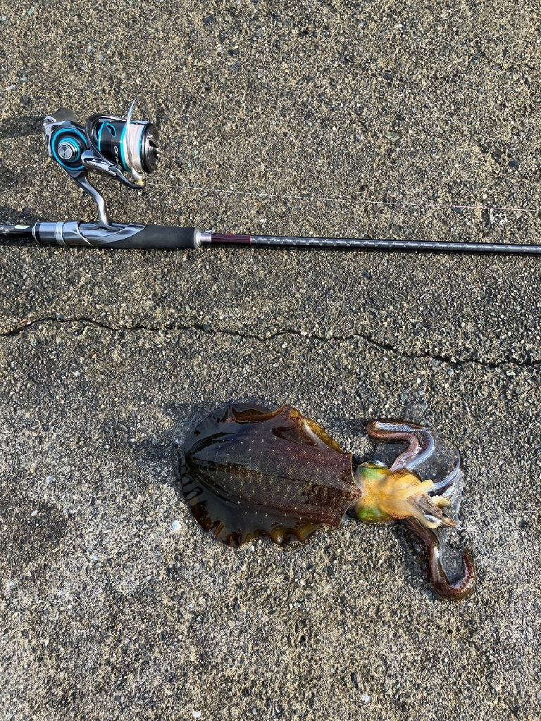 ランガンにてアオリ爆釣!!