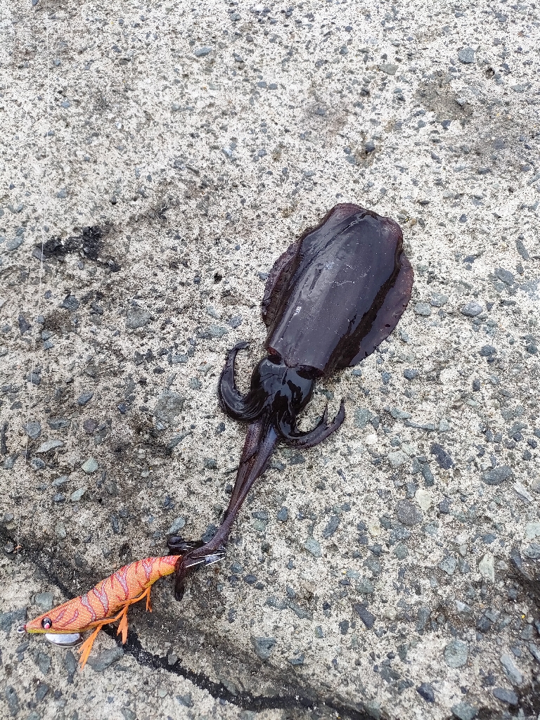 浜田の秋イカ。