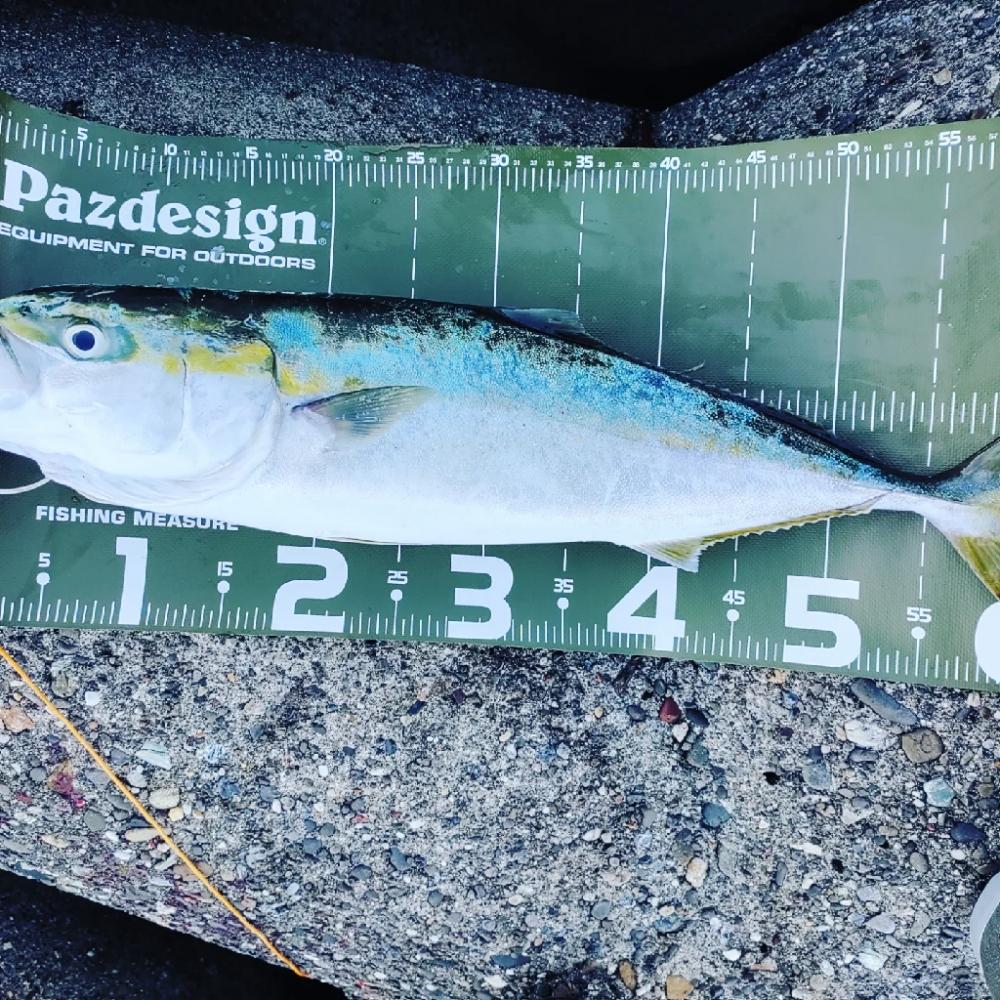 ショアジギ　今年初釣果