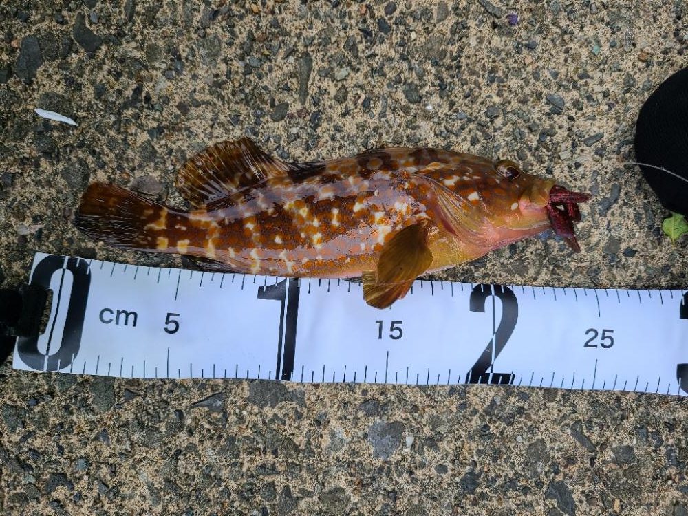 五目釣り達成！