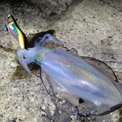 新月大潮でテンポ良く釣れました