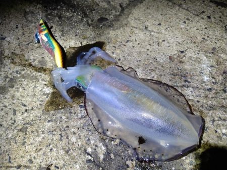 新月大潮でテンポ良く釣れました