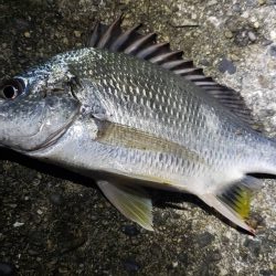 アジ探し@湯浅周辺