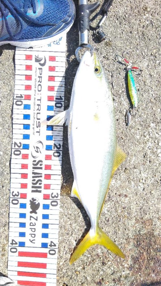 サワラリベンジパート２