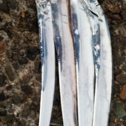 タチウオ・アオリイカ