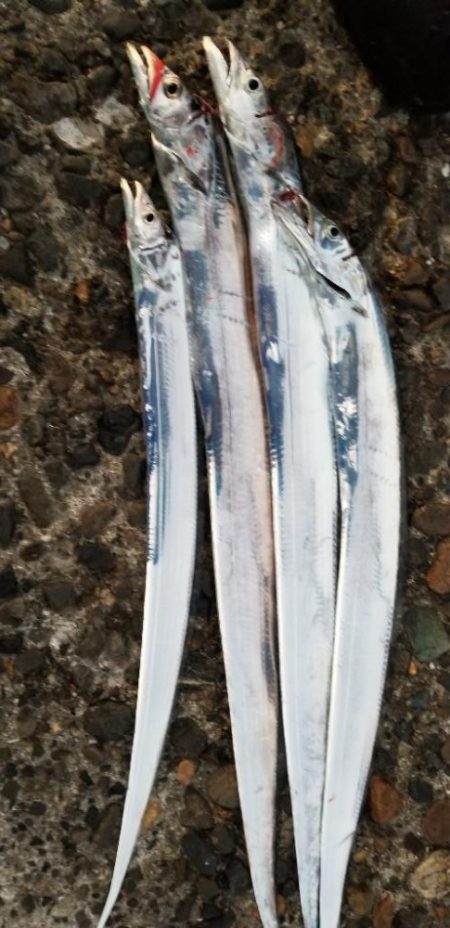 タチウオ・アオリイカ