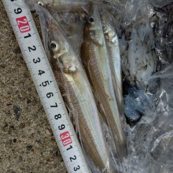 苅屋海岸のキス釣り
