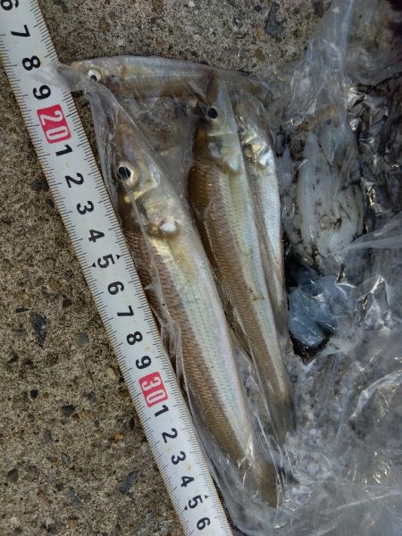 苅屋海岸のキス釣り