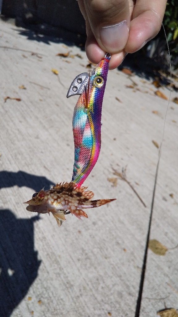 アオリイカの新子調査