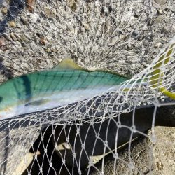 DAISO釣れる釣具シリーズ