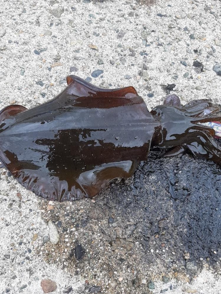 アオリイカ調査