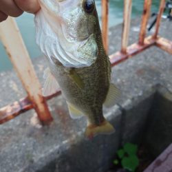 シーバスと思いきや