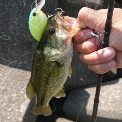 イヴォーク2.0は小バスキラー？