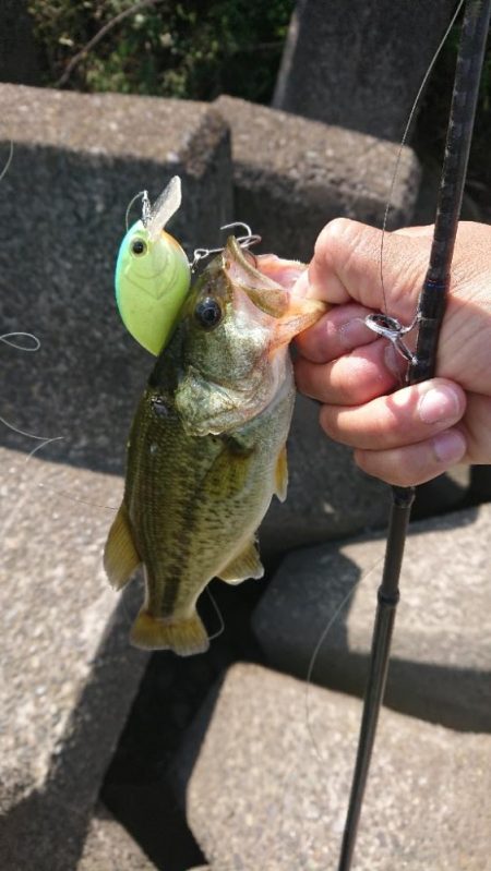 イヴォーク2.0は小バスキラー？