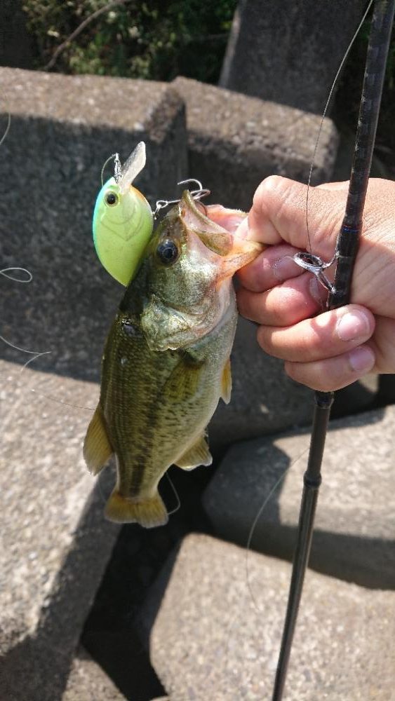 イヴォーク2.0は小バスキラー？