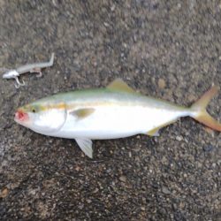 ツバス、太刀魚