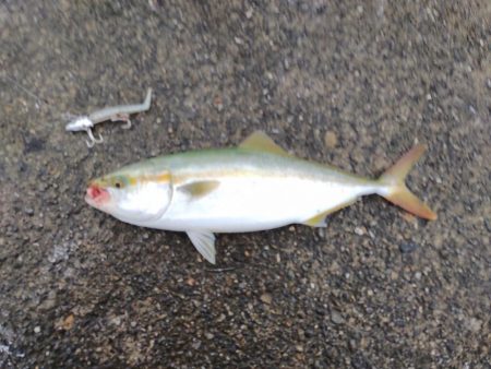 ツバス、太刀魚