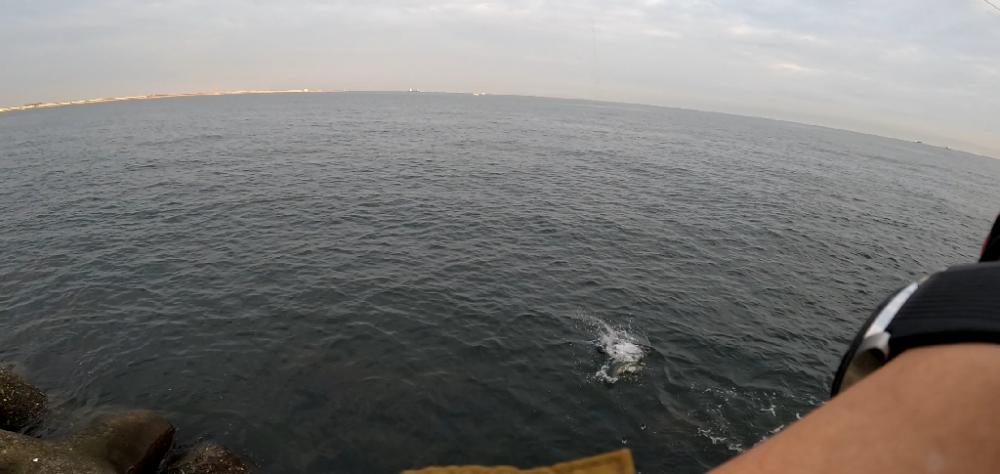 青物のひき楽しい(≧∇≦)