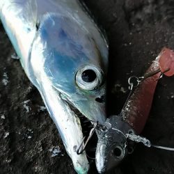 昼間のタチウオ