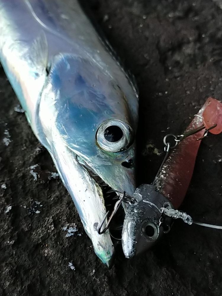 昼間のタチウオ