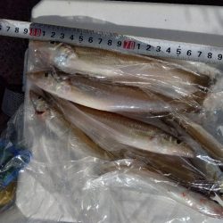 苅屋海岸のキス釣り