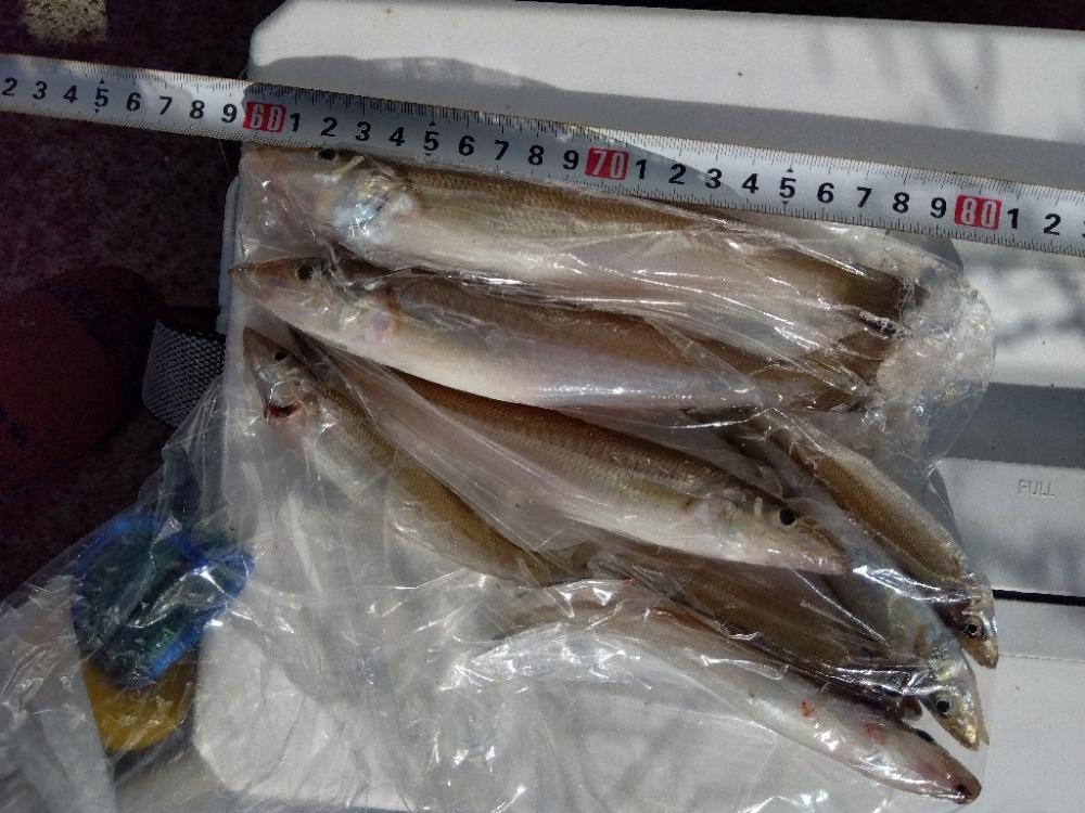 苅屋海岸のキス釣り