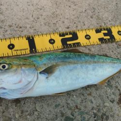 ショアジギング