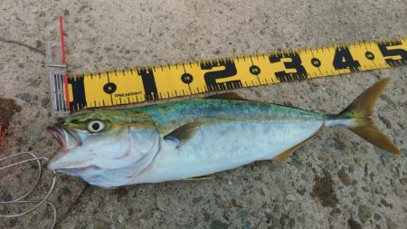 ショアジギング