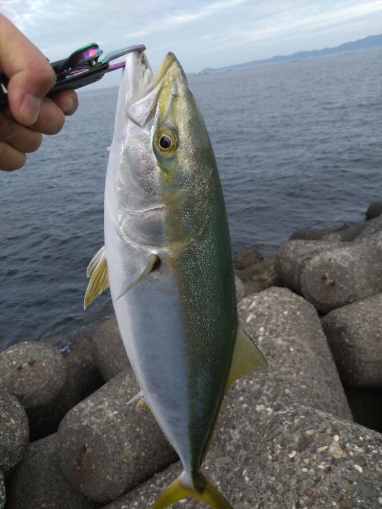 サワラが釣りたい!