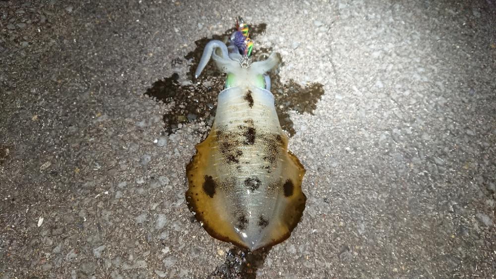 対馬エギング釣果