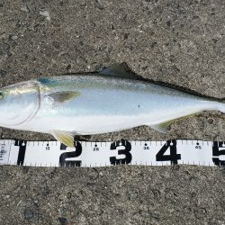 武庫一のベイトは小型のイワシ