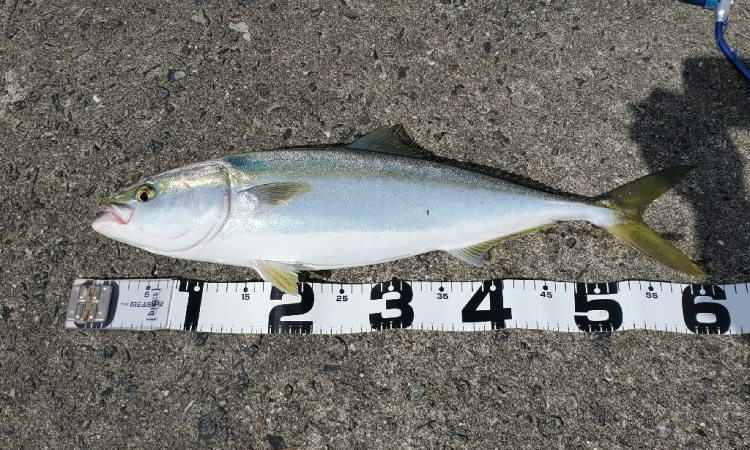 武庫一のベイトは小型のイワシ