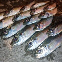 短時間アジング