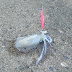 久美浜エギング