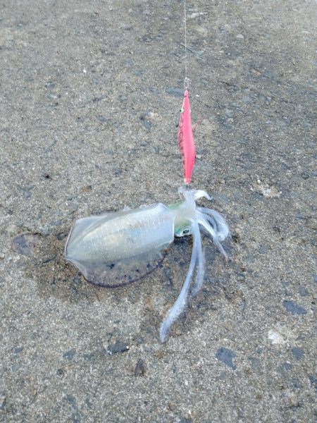 久美浜エギング