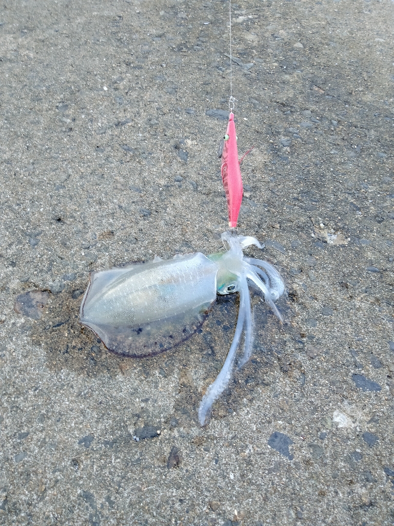 久美浜エギング