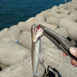 ショアジギとジグサビキす