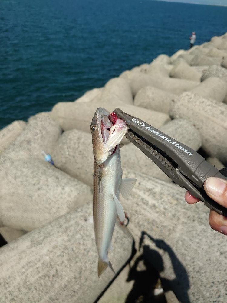 ショアジギとジグサビキす