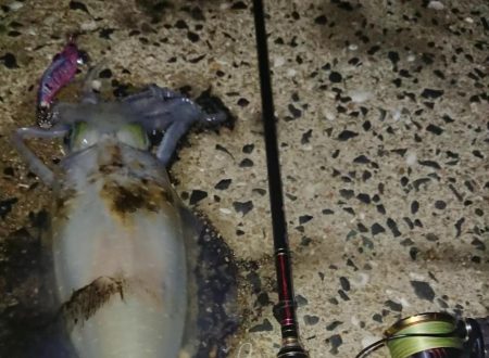 対馬エギング釣果