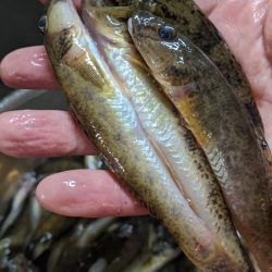 旧中川 ハゼ 台風15号前