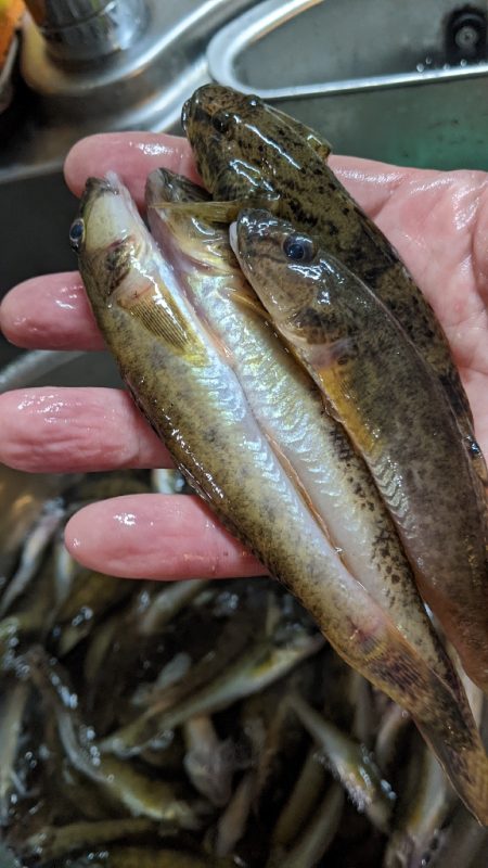 旧中川 ハゼ 台風15号前