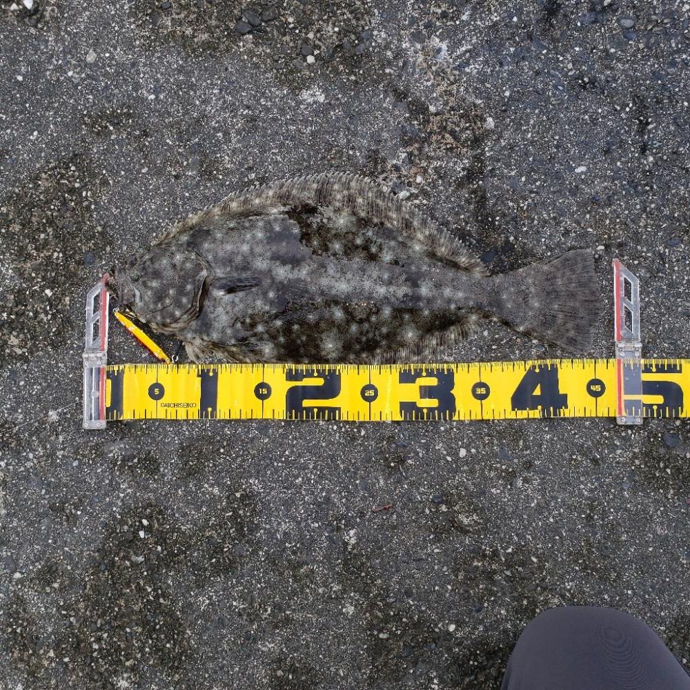 こんちはヒラメちゃん！